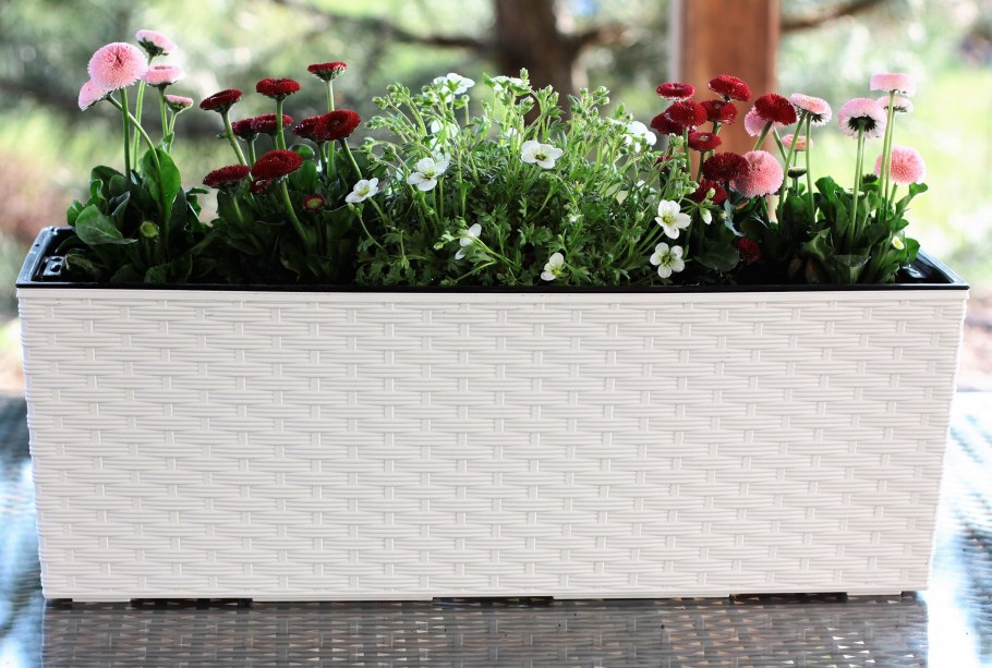 Кашпо для кактусов и суккулентов Бонсайница