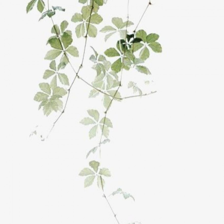 Гербарии из гипса Рейчел Дейн