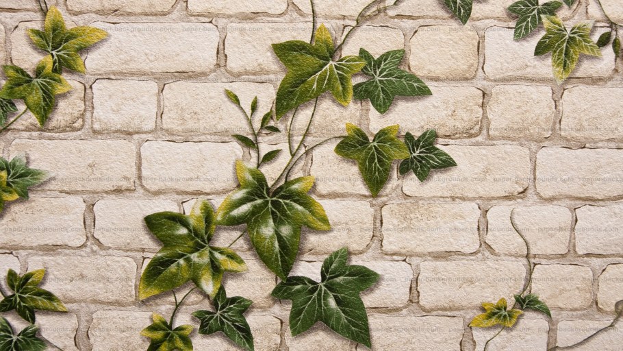 Плющ на Камне
