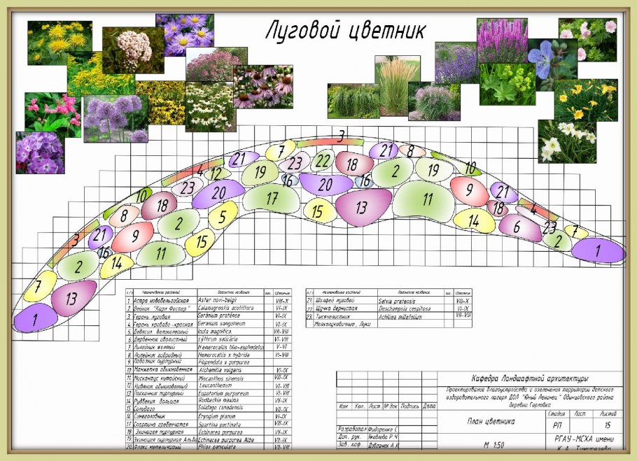 Схема миксбордера непрерывного цветения