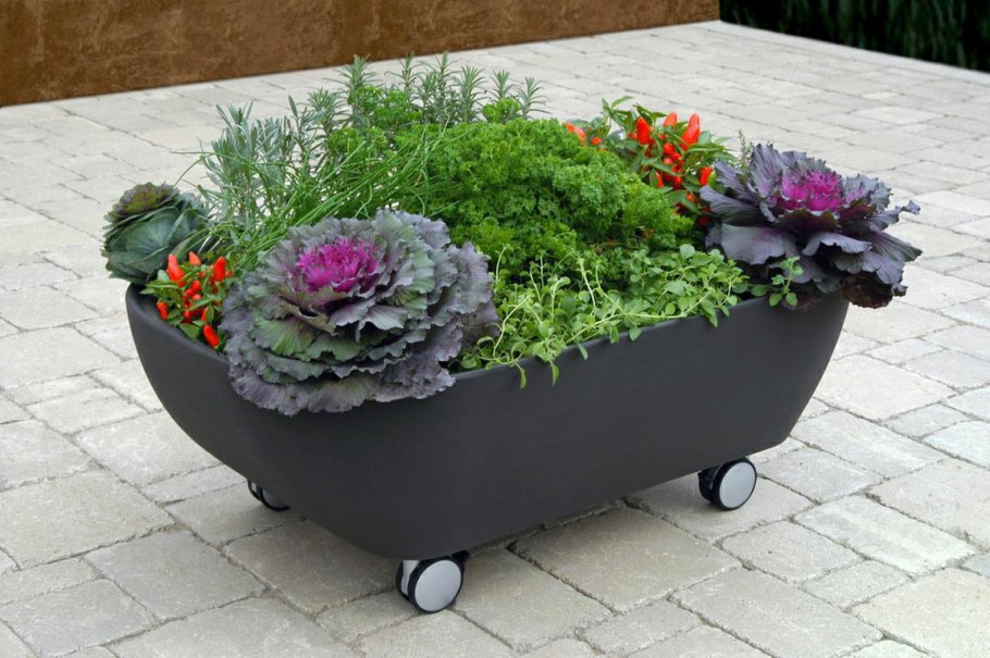 Бордюрные цветы однолетние низкорослые