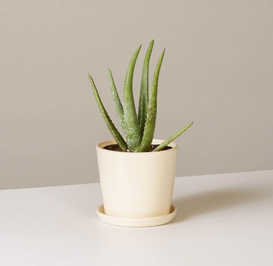 Aloe Vera in Pot