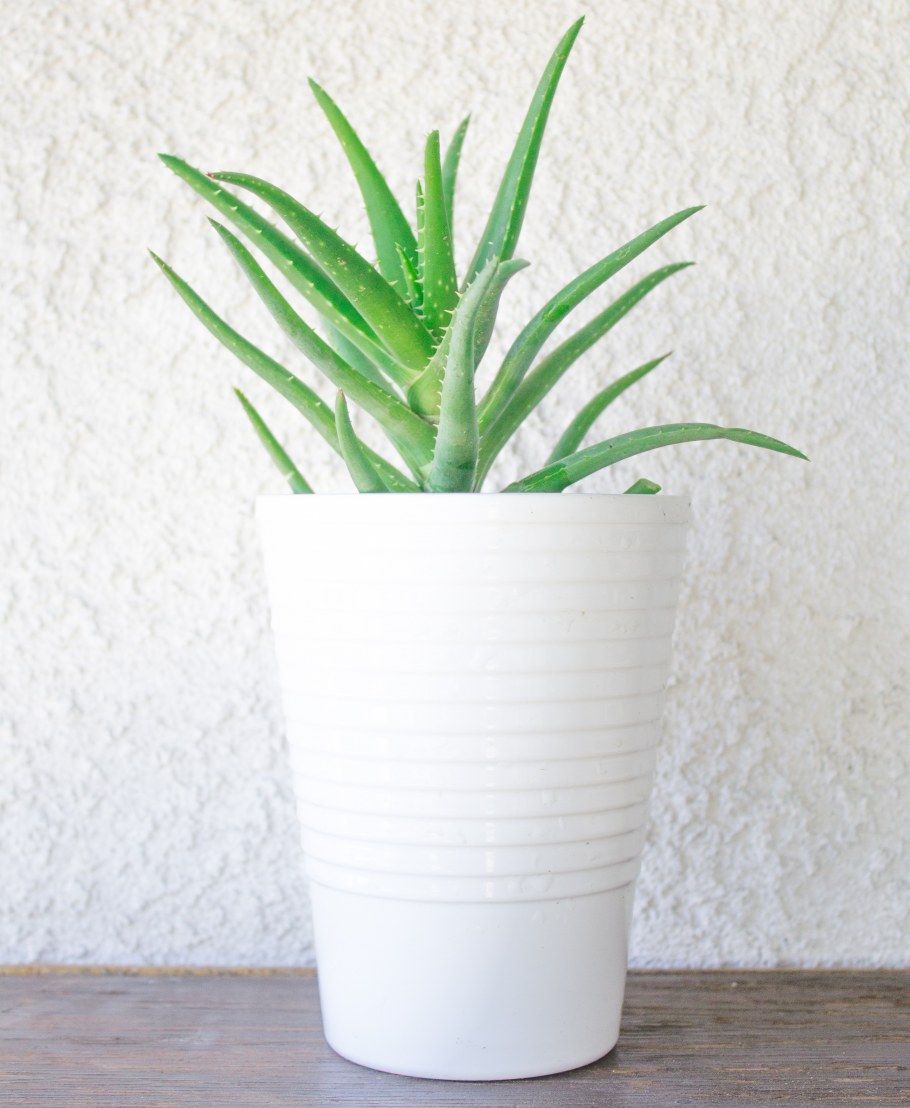 Алоэ Вера растение икеа