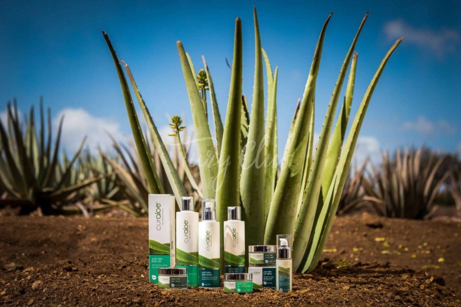 Алоэ Сальвадор