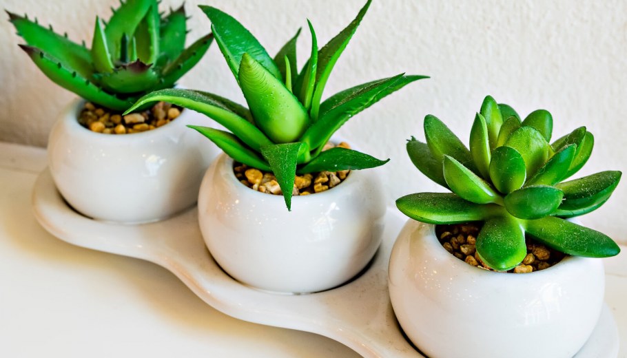 Алоэ столетник домашний цветок