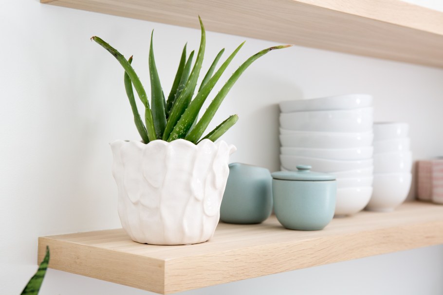 Алоэ в горшке