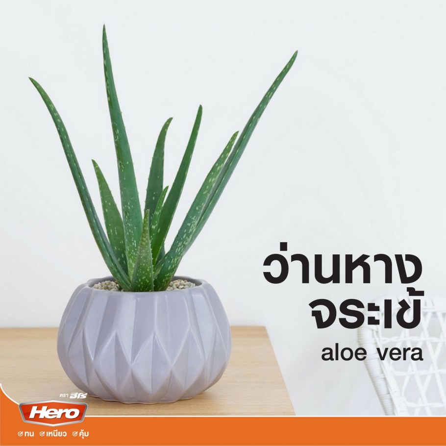 Столетник в интерьере