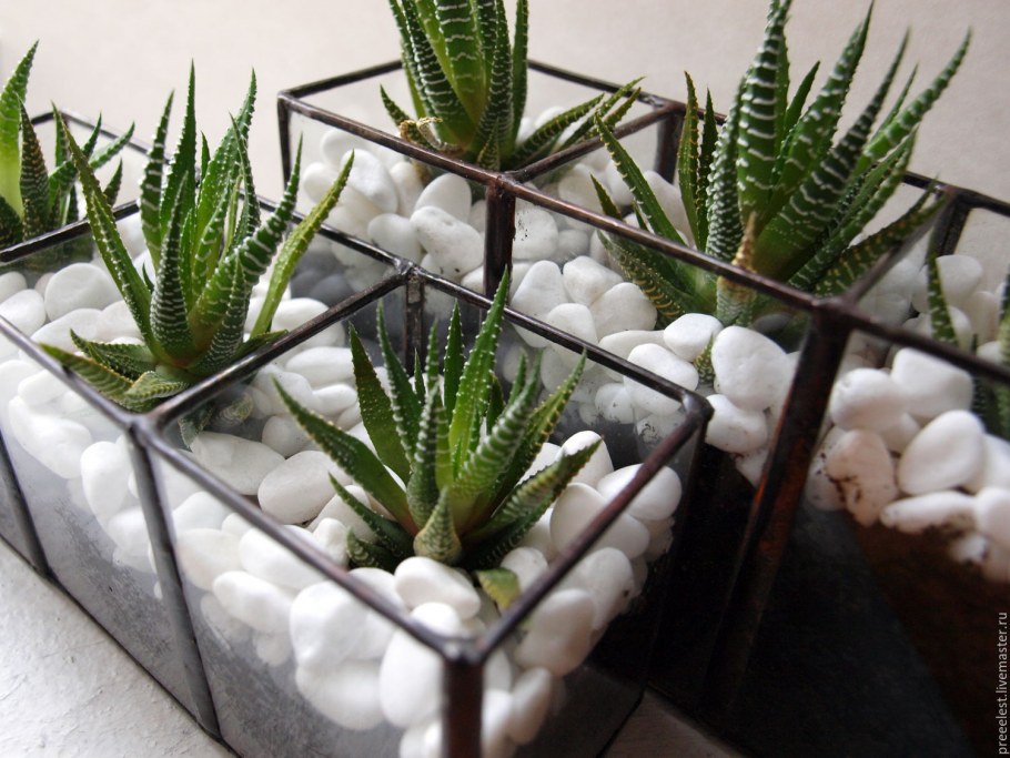 Алоэ Вера в плошке