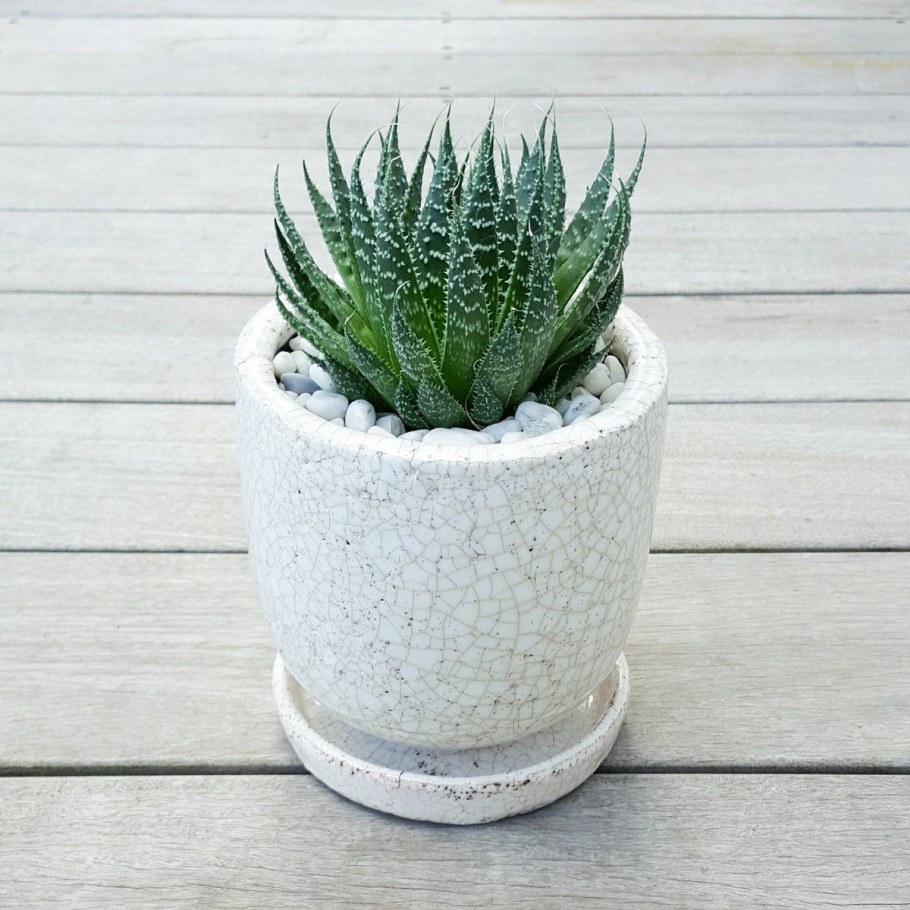 Алоэ Вера США