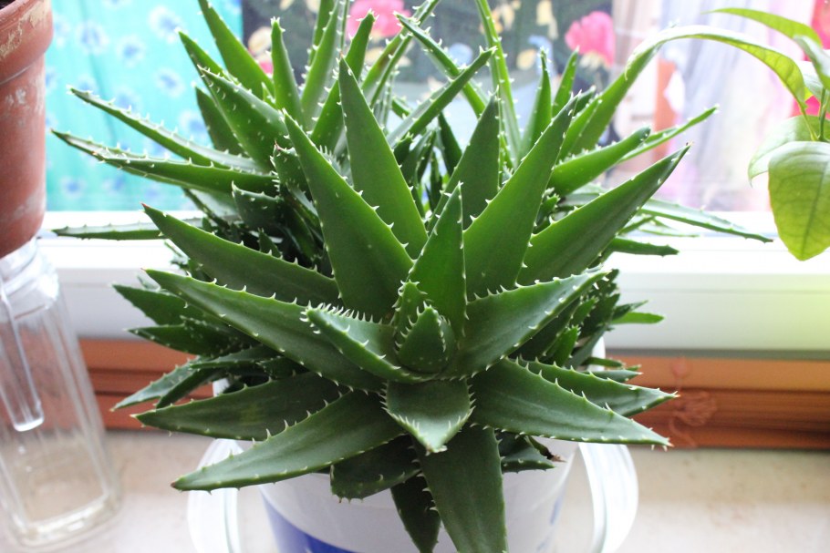Aloevera 119х60