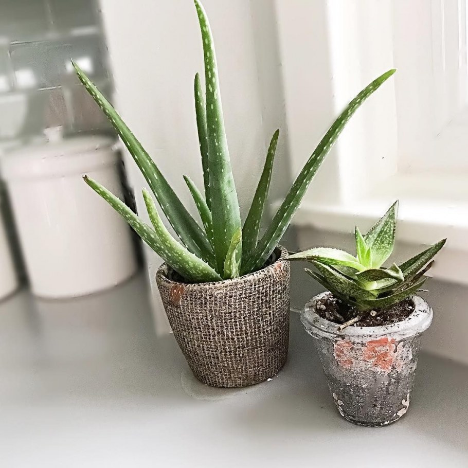 Каланхоэ алоэ Вера