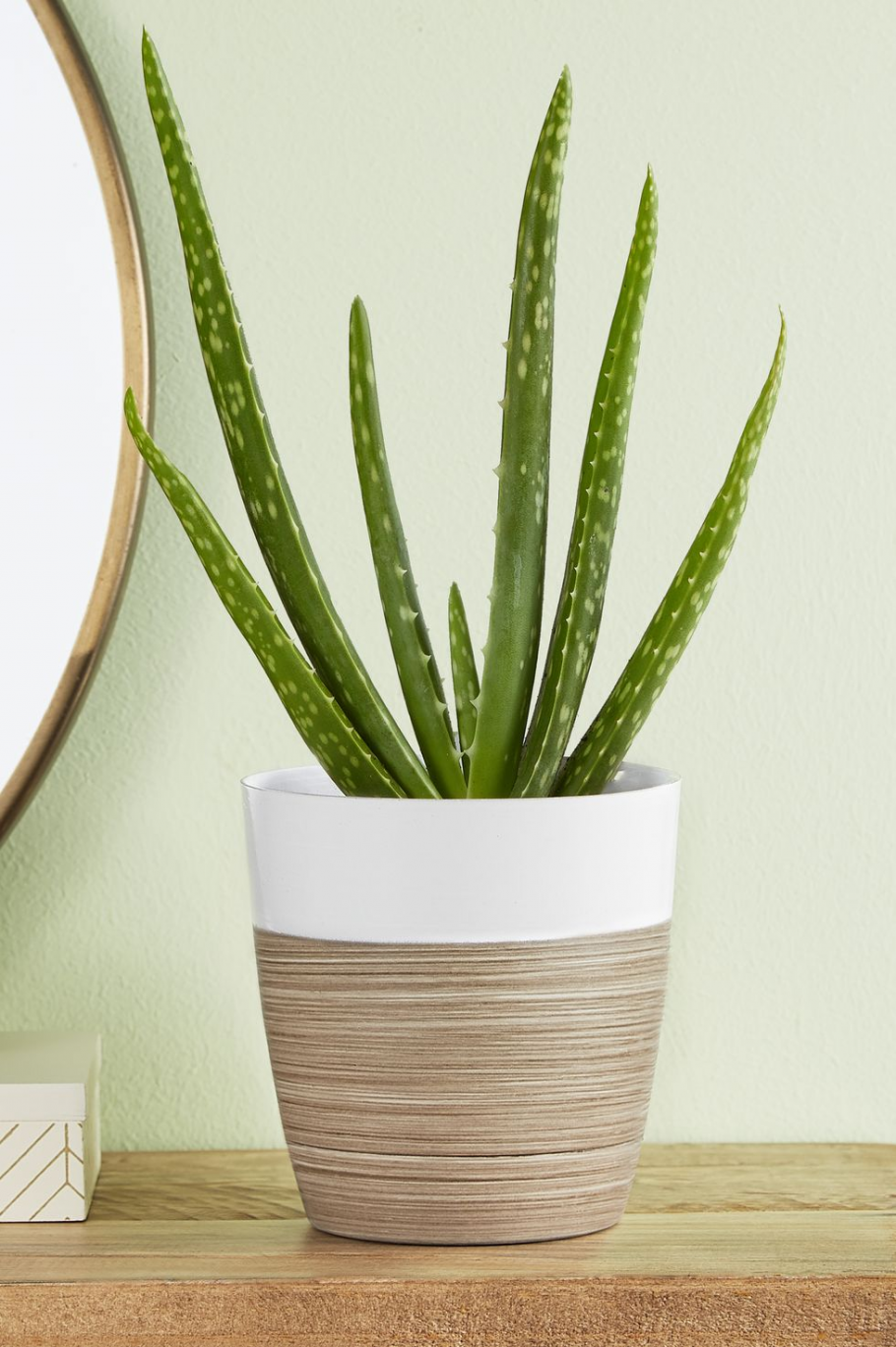 Алоэ Вера пятнистое