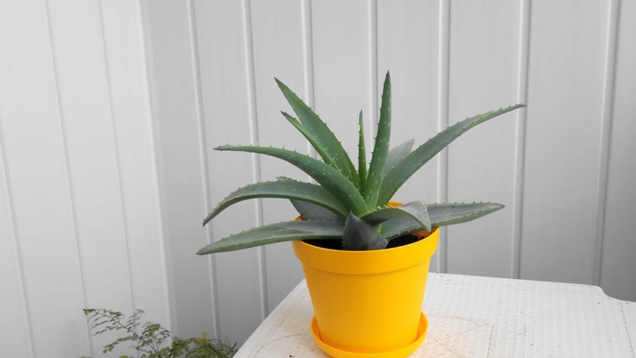 Алоэ Вера на подоконнике