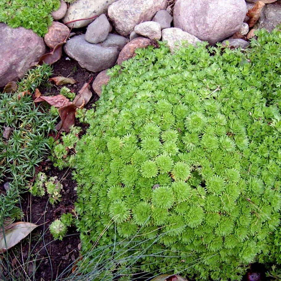 Альпийский мох Мшанка