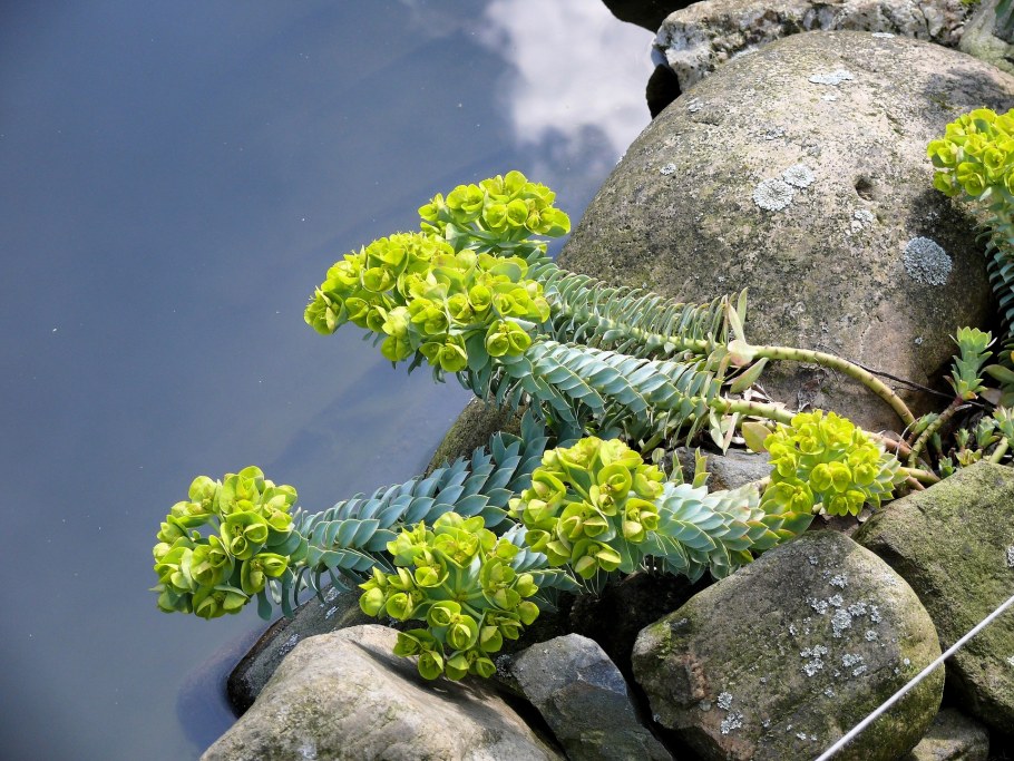 Вербейник монетчатый (Lysimachia nummularia "Aurea")
