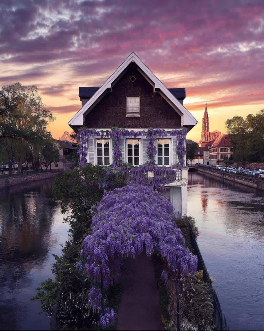 Фиолетовый дом