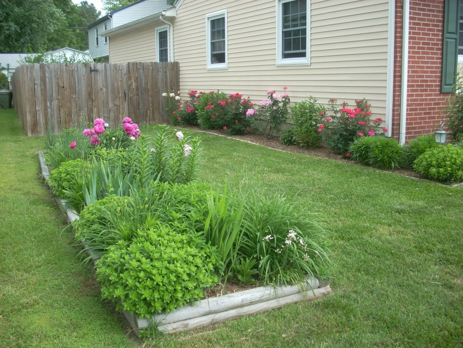 Рабатка Тунберга