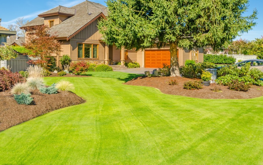 Газон на участке