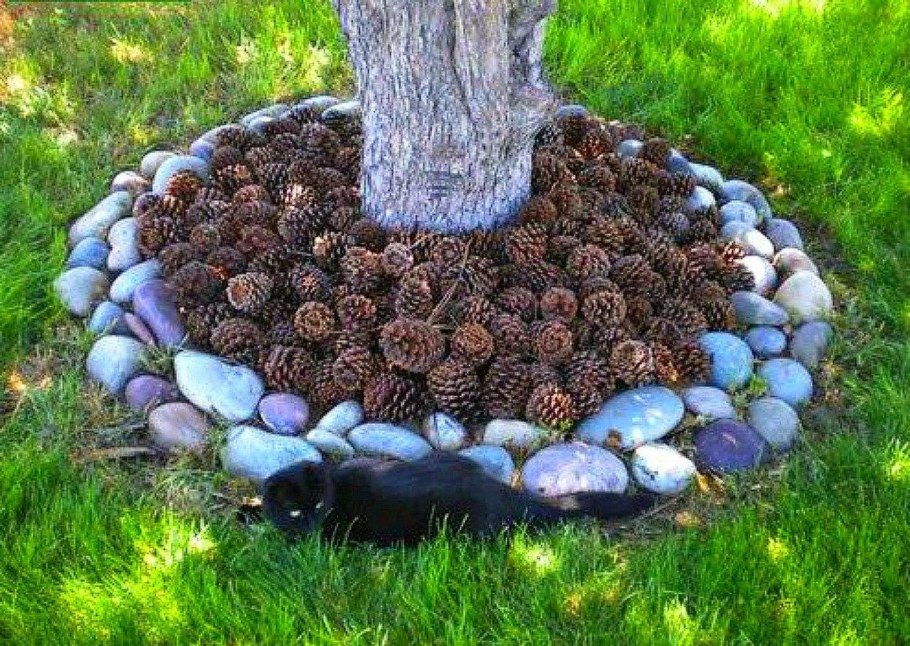 Приствольный круг вокруг яблони