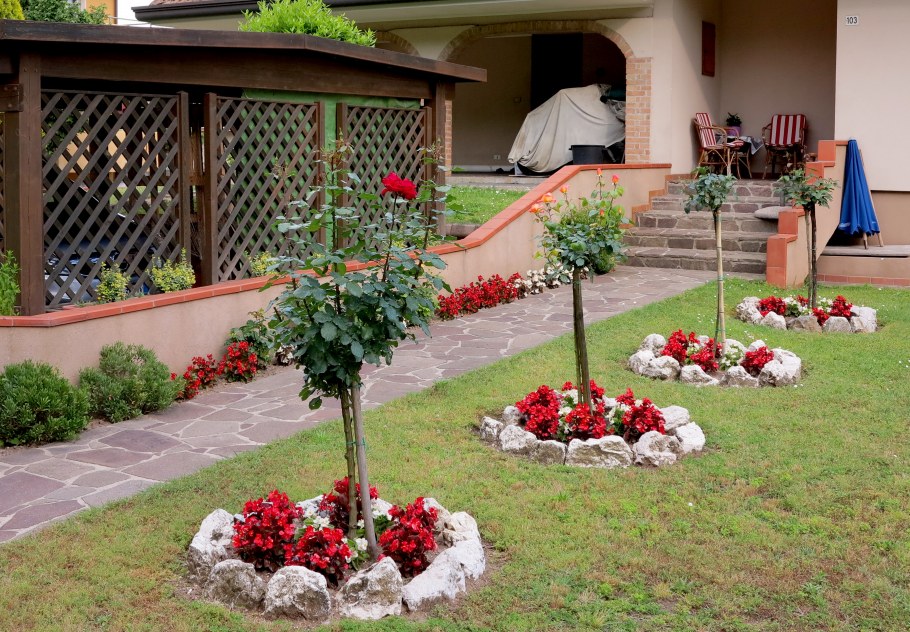 Молодило приствольном круге яблони