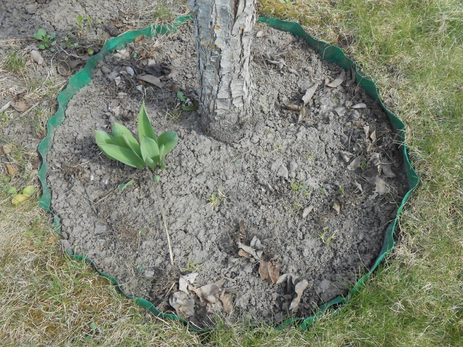 Приствольный круг яблони портулак