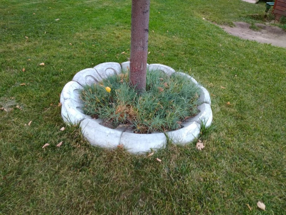 Приствольные круги вокруг деревьев