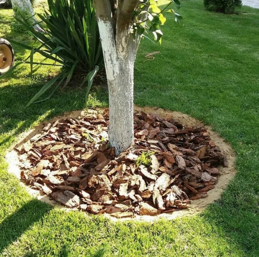 Приствольный круг вокруг яблони