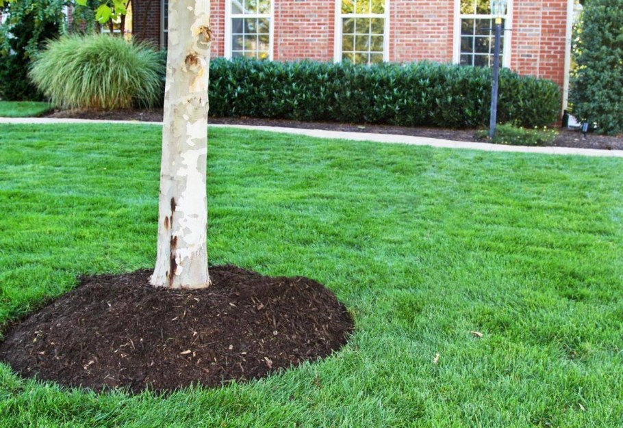 Мульчирование корой приствольный круг