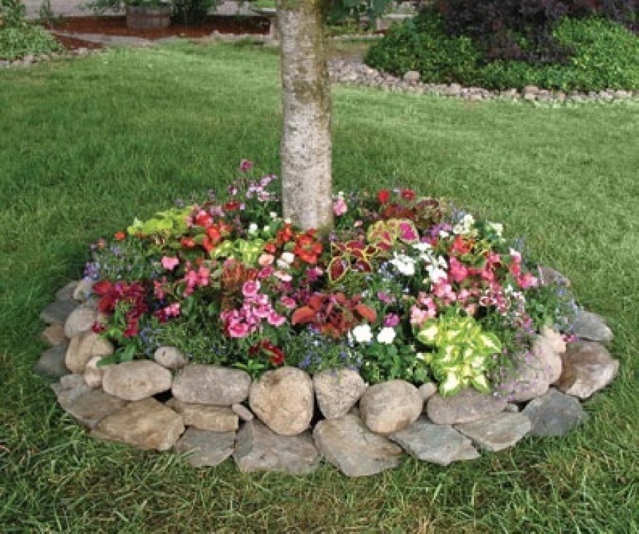 Приствольный круг яблони портулак