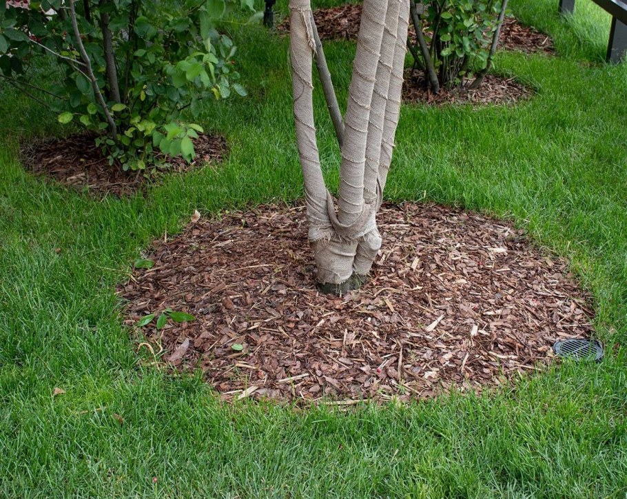 Приствольный круг кора лиственницы