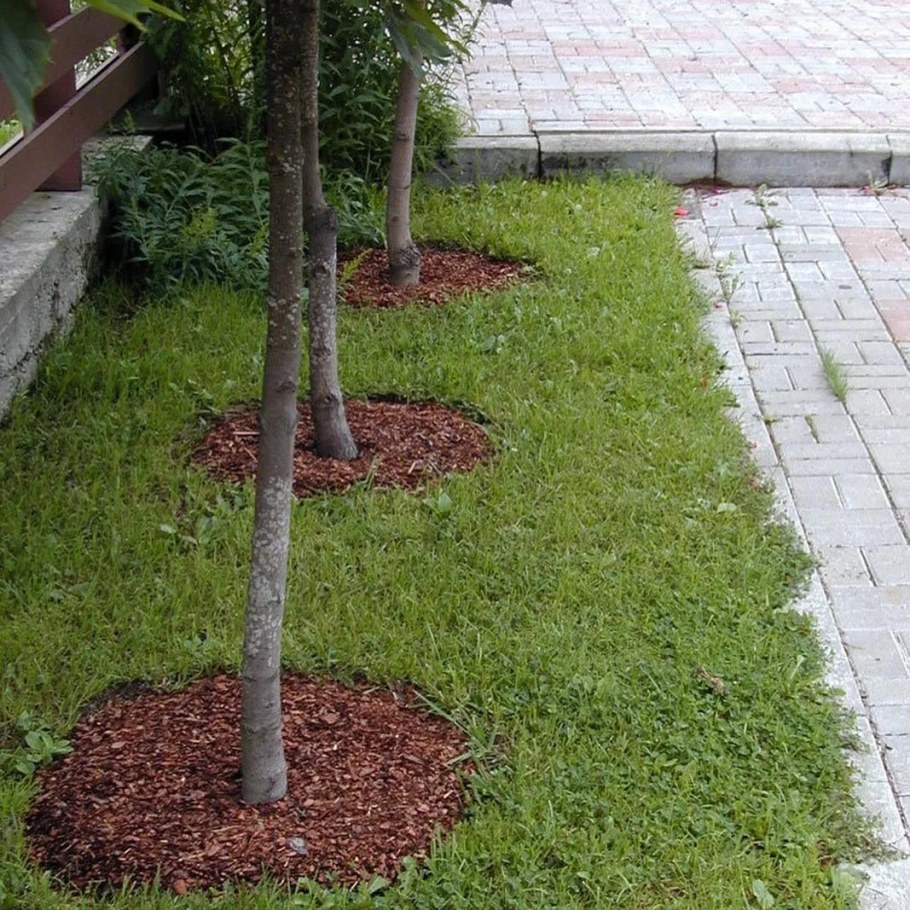 Полив деревьев приствольный круг