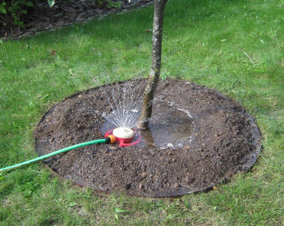 Бордюрный камень вокруг дерева