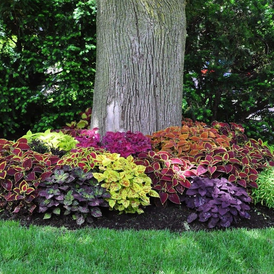 Приствольный круг вокруг сосны