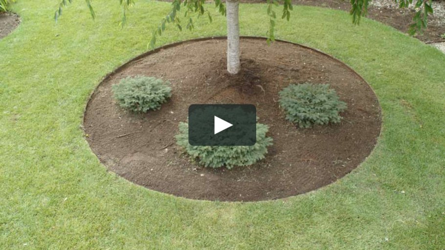 Приствольный круг вокруг кустарников