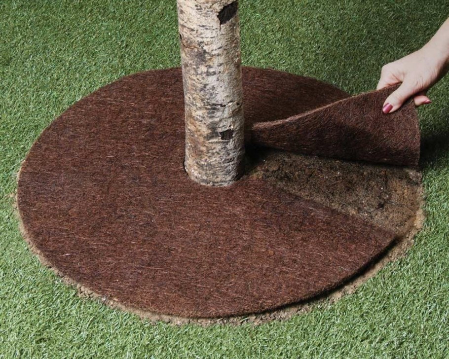 Приствольный круг черешни