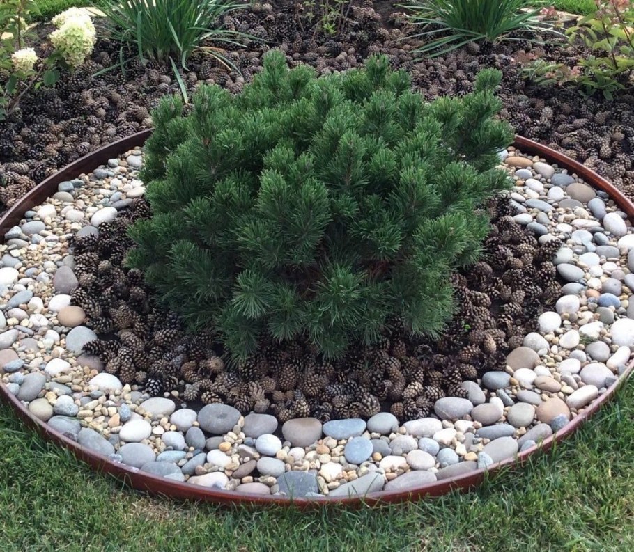 Мульчируем приствольный круг