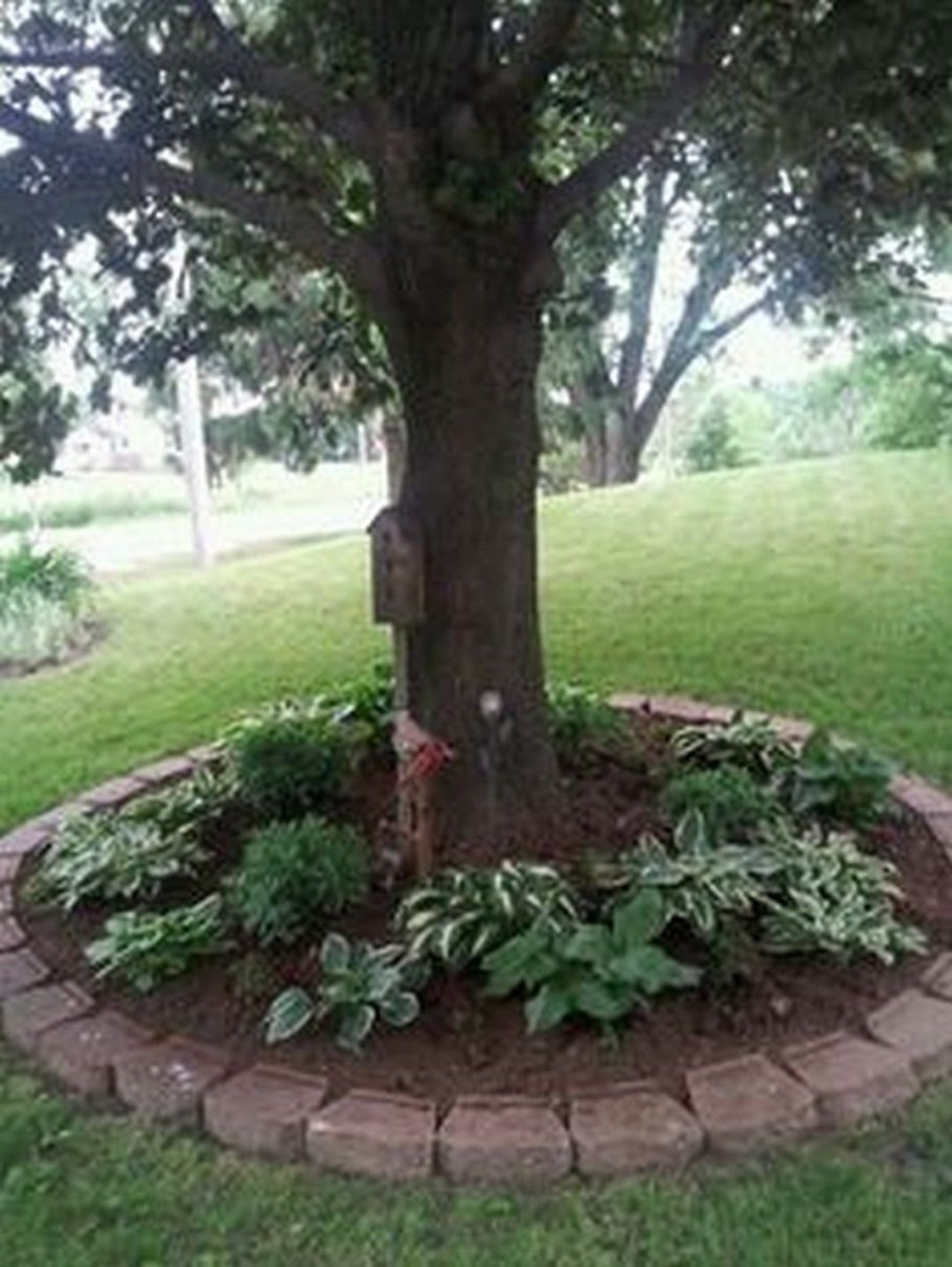 Спирея в приствольном круге