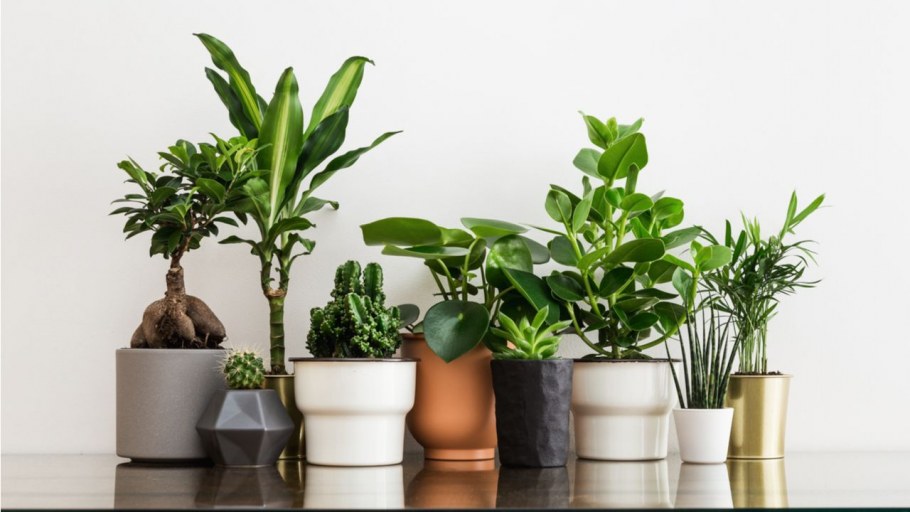 Цветы в горшках