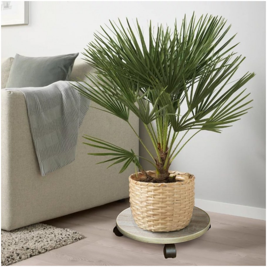 Декоративные домашние деревья