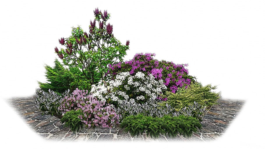 Гортензия с лавандой миксбордер