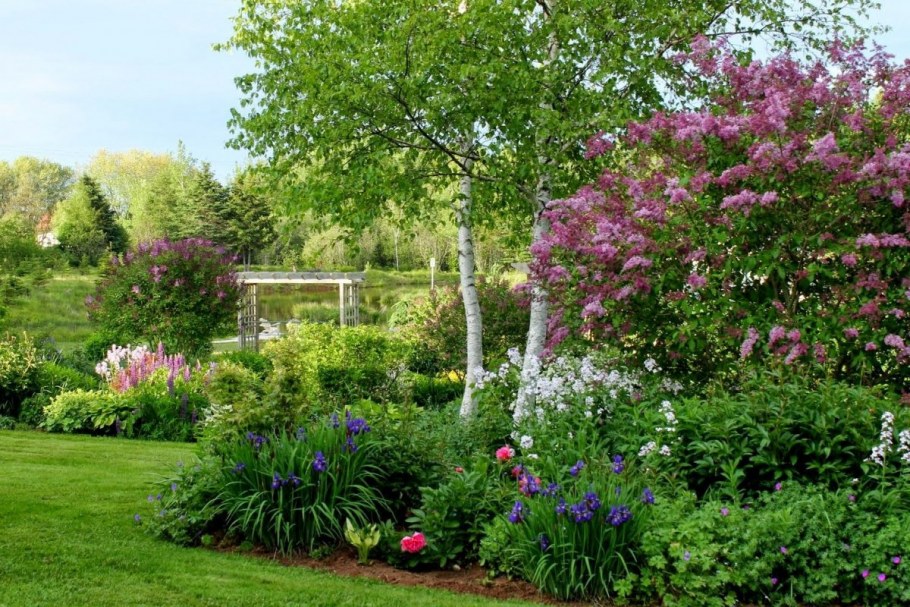 Миксбордер Сапелин