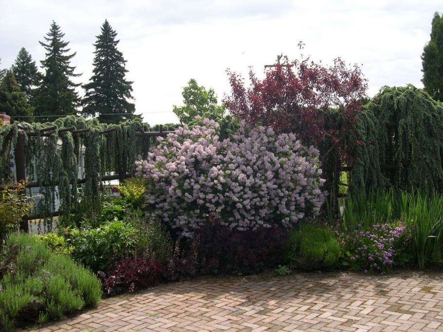 Сирень и дерен в ландшафтном