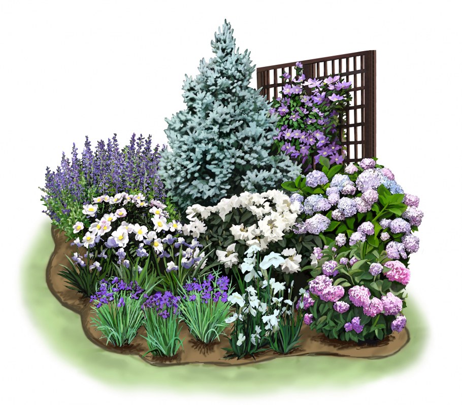 Клематис Арабелла миксбордер