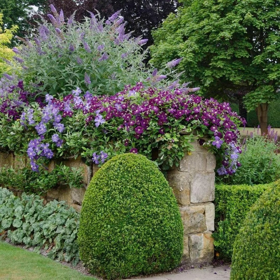 Миксбордер с дереном и гортензией