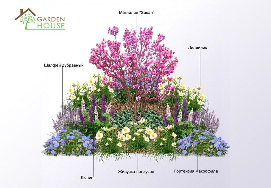 Гортензия сирень миксбордер