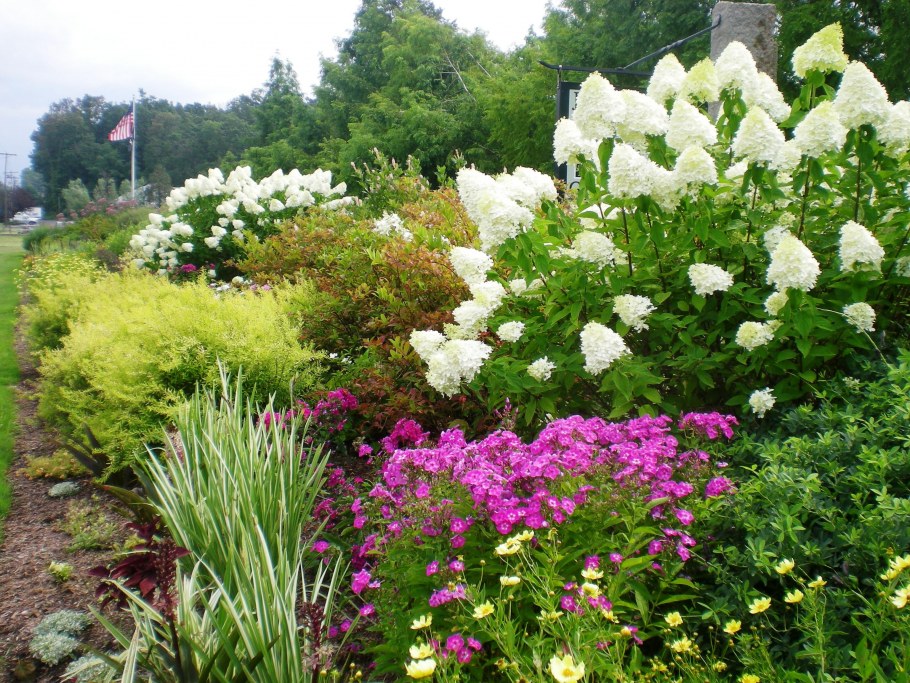 Гипсофила в миксбордере