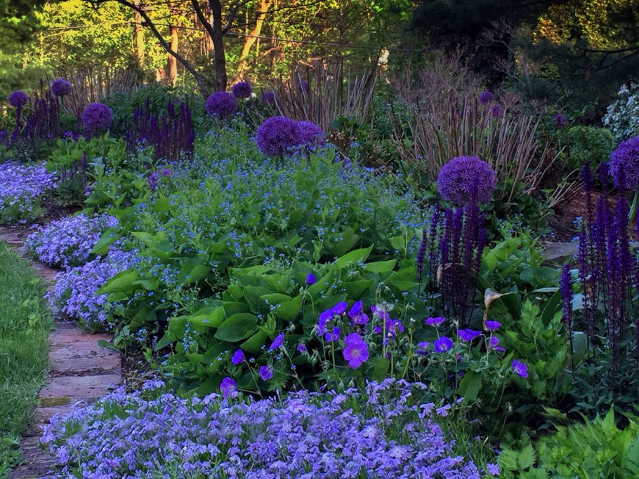 Миксбордер непрерывного цветения многолетников