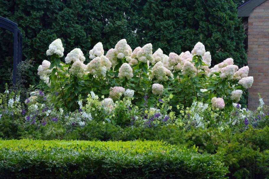 Клумба гортензия пузыреплодник дерен