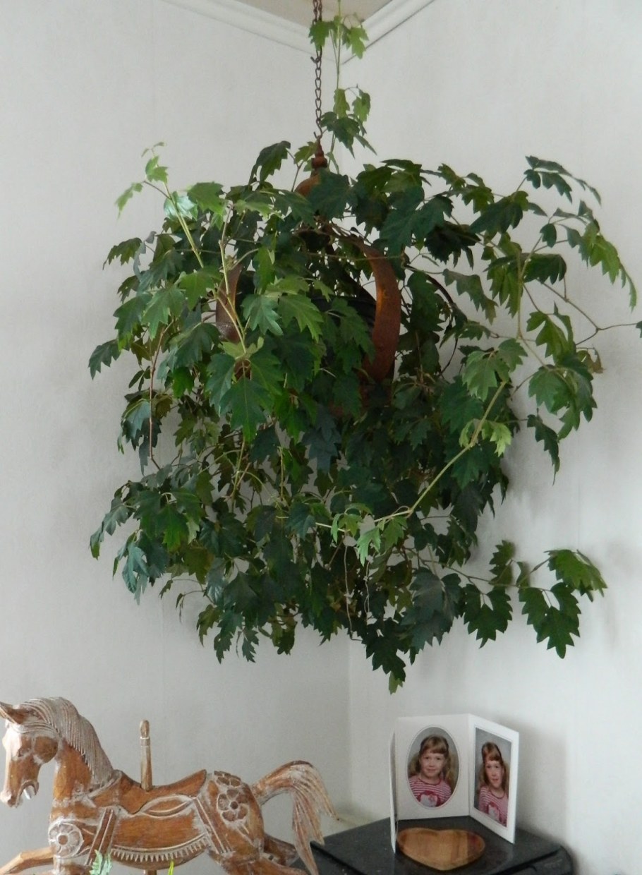 Циссус формирование кроны