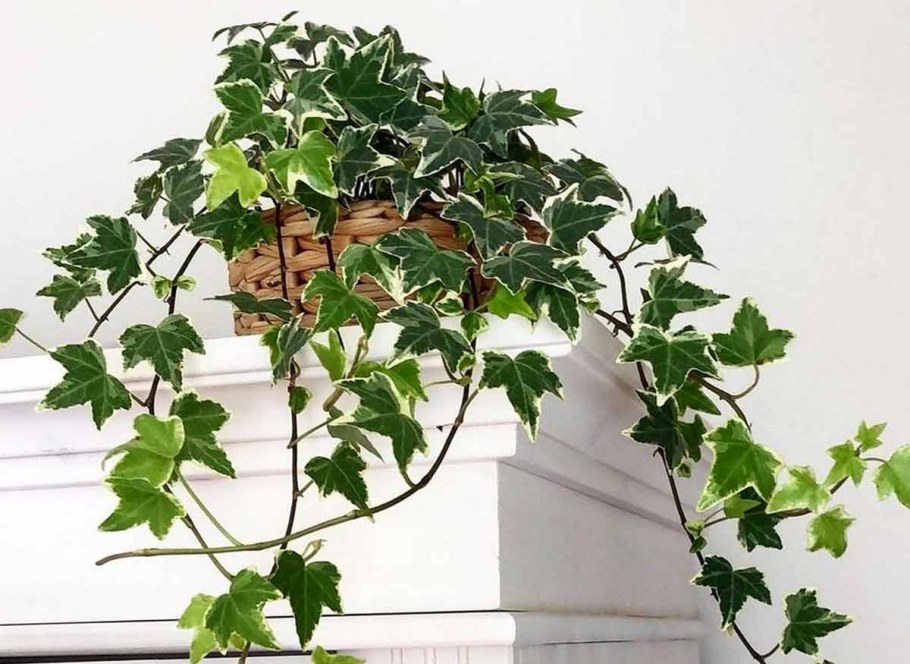 Хедера циссус